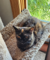 Aala Cure FIP GS-441524 for rescue fip cats