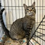 FIP Cat Amazing and Efficient GS 15 mg/ml