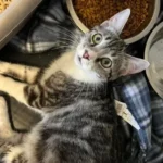 FIP Cat Amazing and Efficient GS 15 mg/ml