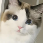 Aala Cure FIP GS-441524 for rescue fip cats